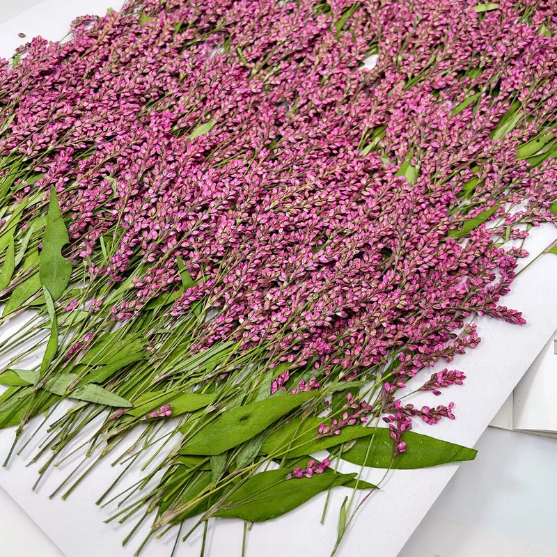 120pcs,5-8cm,Wholesale Nature  - Phone Cases Wholesale recensie en prijs